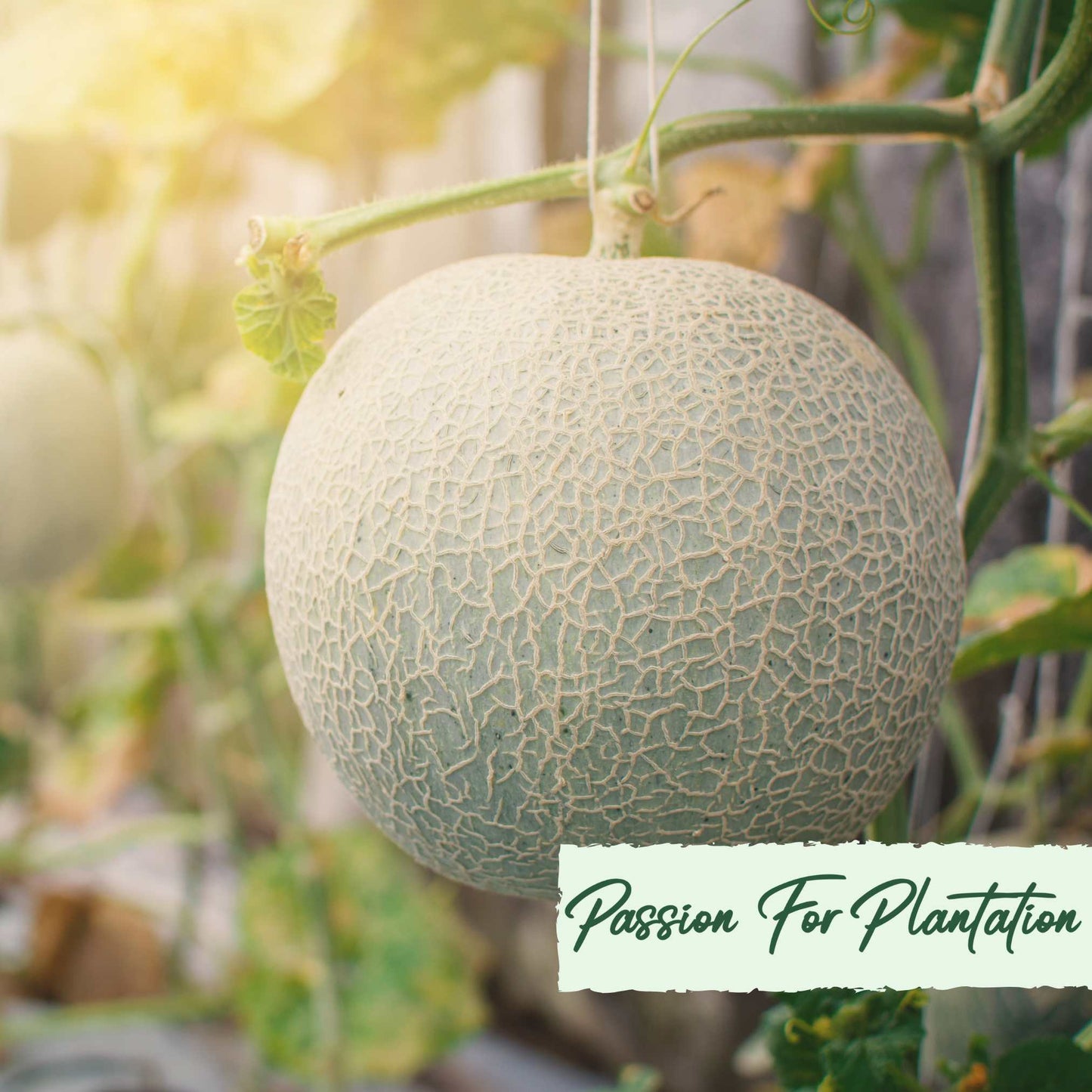 20Pcs Yubari Phoenix Emperor Melon Fruit Seeds