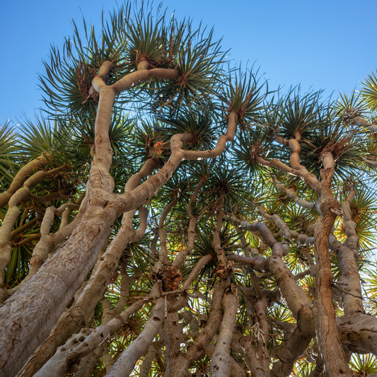 Dragon Blood Tree Seeds (Dracaena draco)