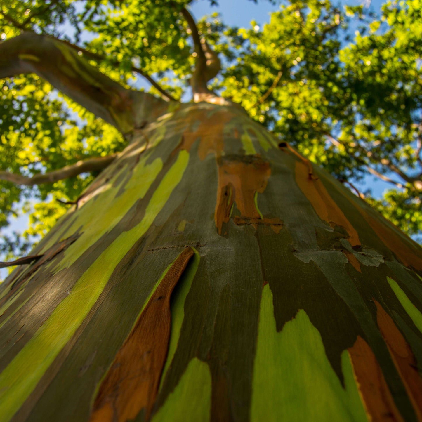 50Pcs Rainbow Eucalyptus Deglupta Tree Seeds