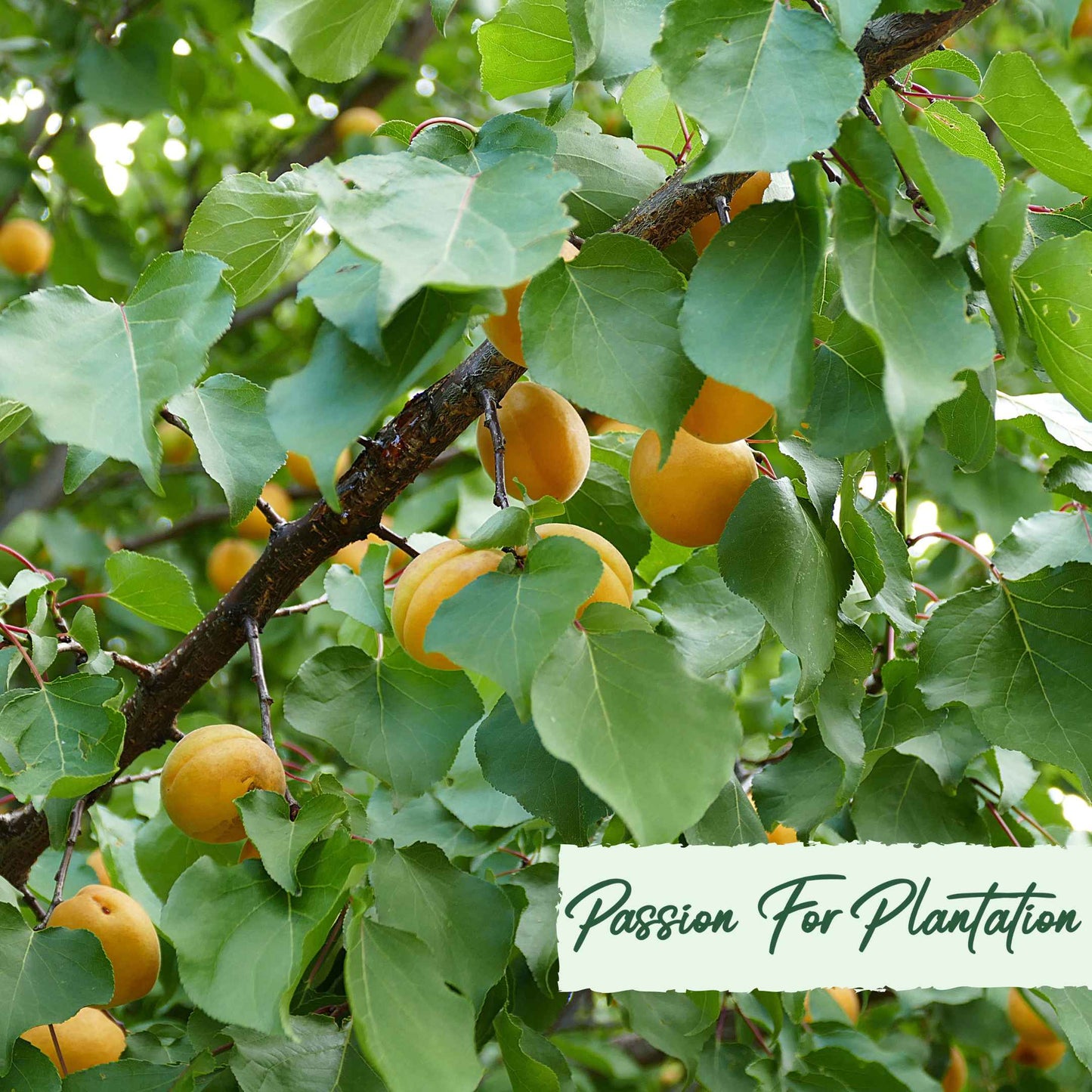 5Pcs Apricot Tree Seeds