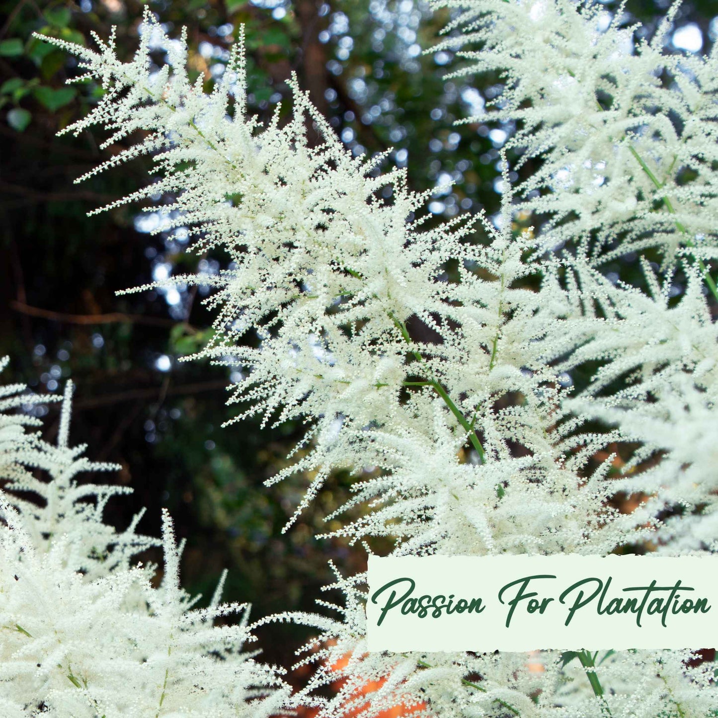 Aruncus Noble Spirits Seeds (Aethusifolius Noble Spirits)