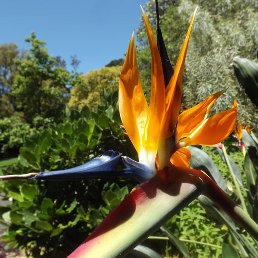 Strelitzia Reginae (Birds of Paradise) Flower Seeds