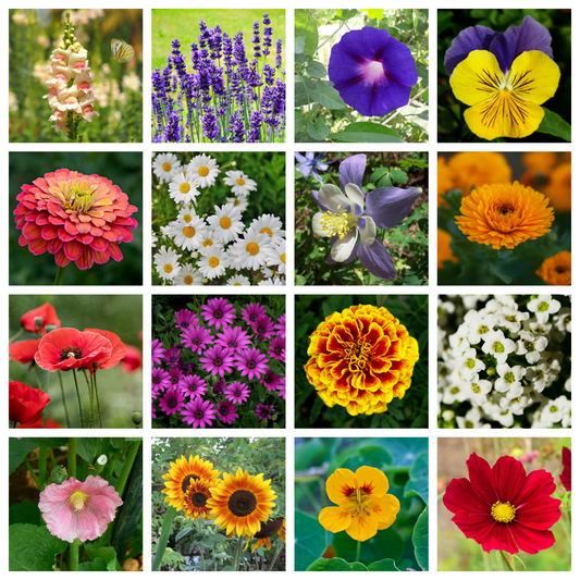 Flower Garden Seeds Bundle (16 Varieties)
