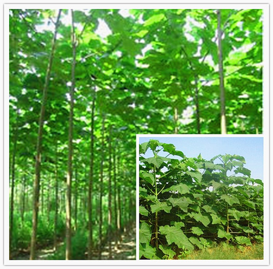 Paulownia Elongata Forest Tree Fast Growing Seeds