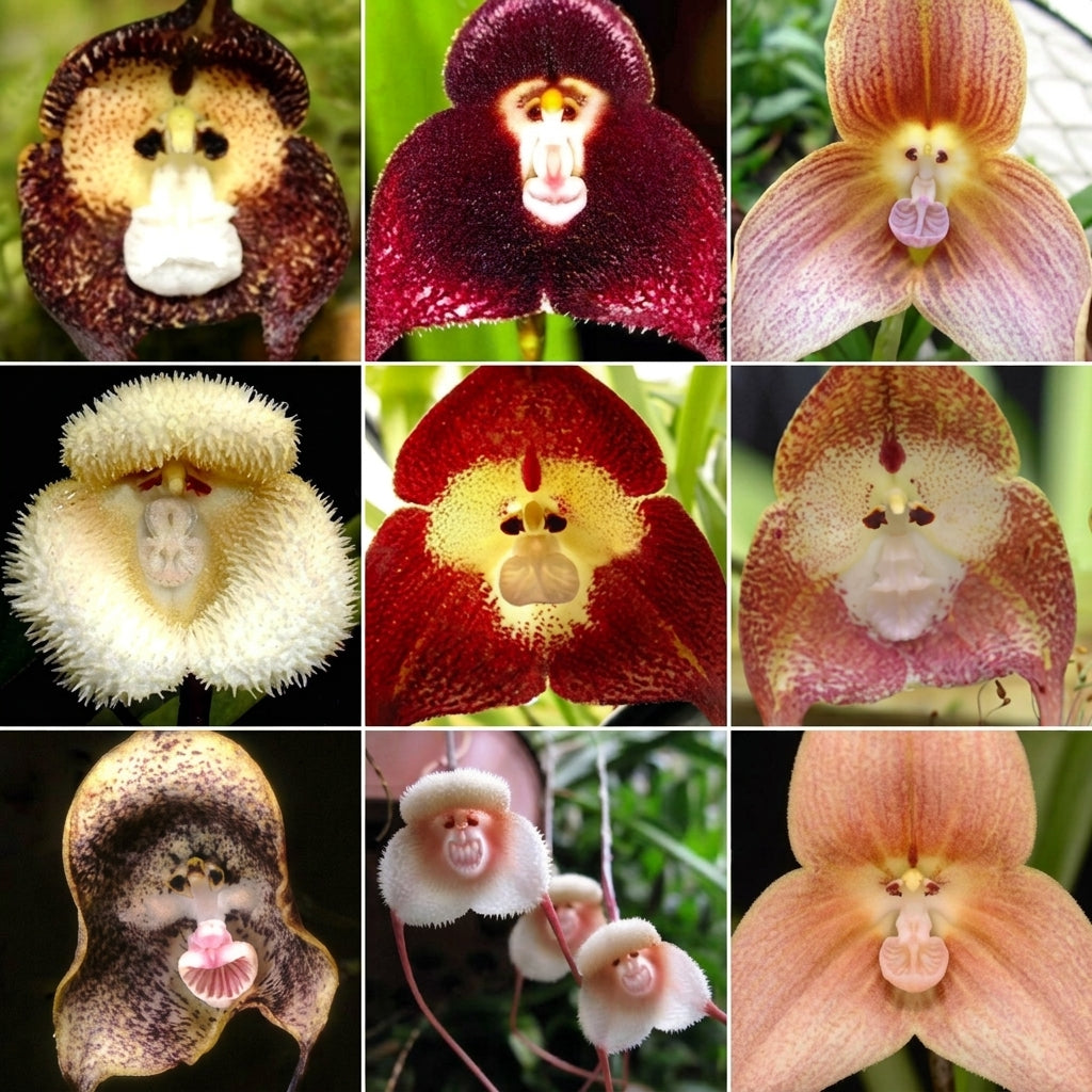 50 Pcs Monkey Face Orchid Flower Seeds