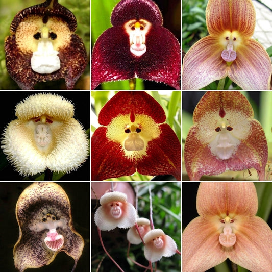 50 Pcs Monkey Face Orchid Flower Seeds