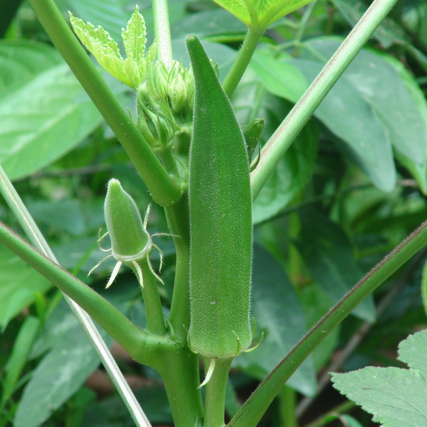 20Pcs Okra Seeds