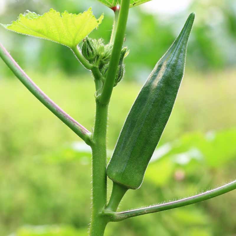 20Pcs Okra Seeds