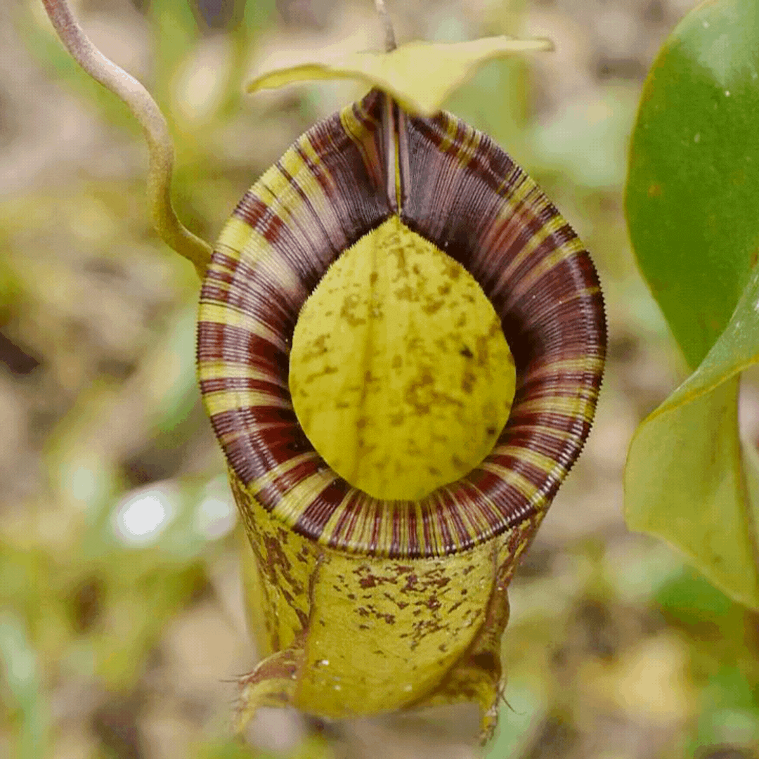 Carnivorous Pitcher Plant Purpurea Foliage Shades Flower Exotic Seeds
