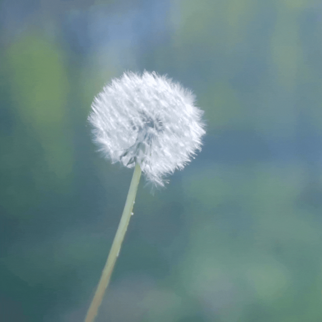 Dandelion (Taraxacum) Plant Seeds