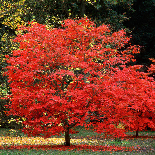 Japanese Maple Tree Seeds