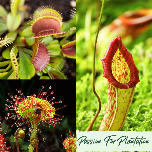 Carnivorous Plants Bundle - The Ultimate Exotic Collection (3 Varieties)