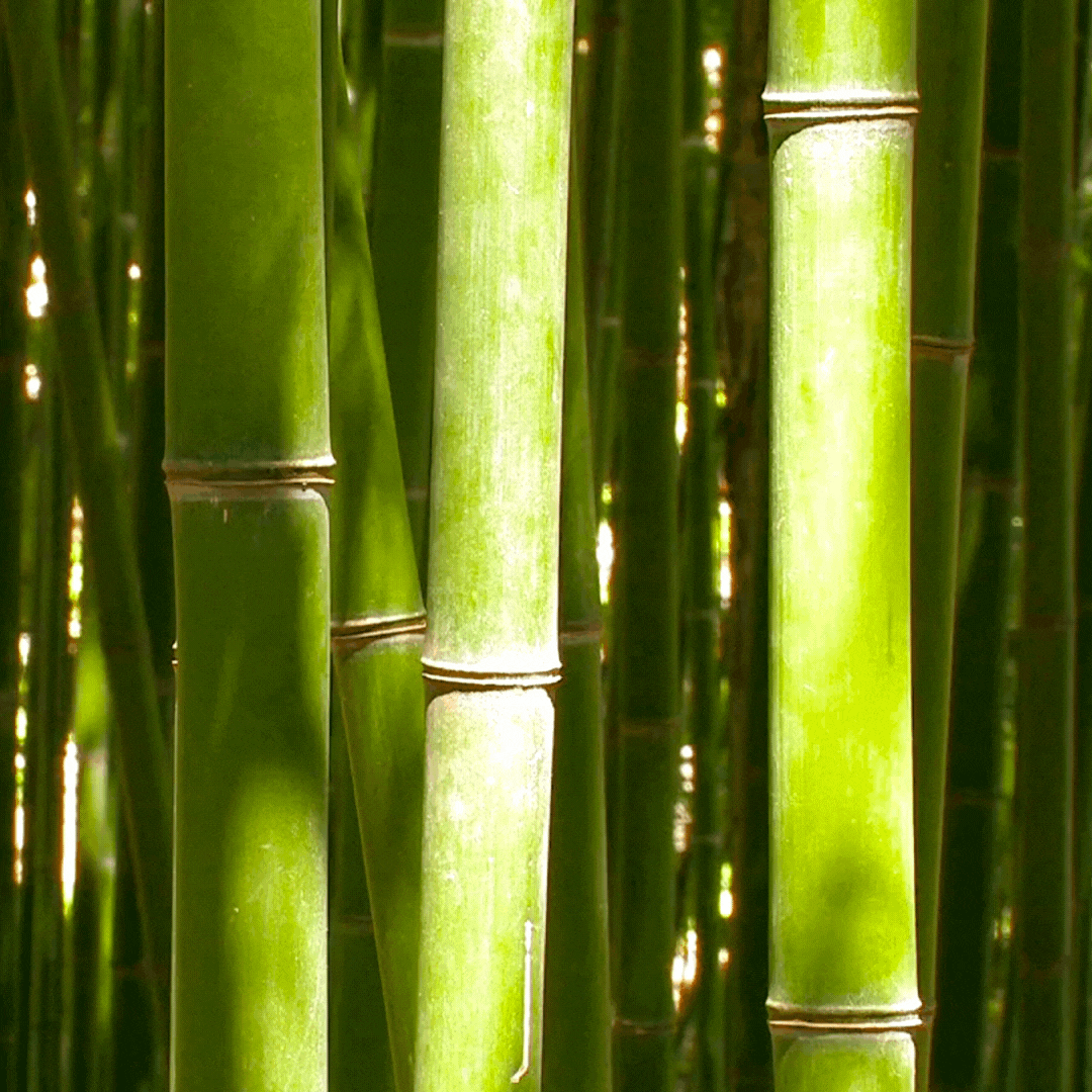 Bamboo Seeds - Fast Growing (Low Maintenace, Privacy Wall)