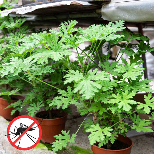 100pcs Mosquito Repelling Citronella Plant Seeds