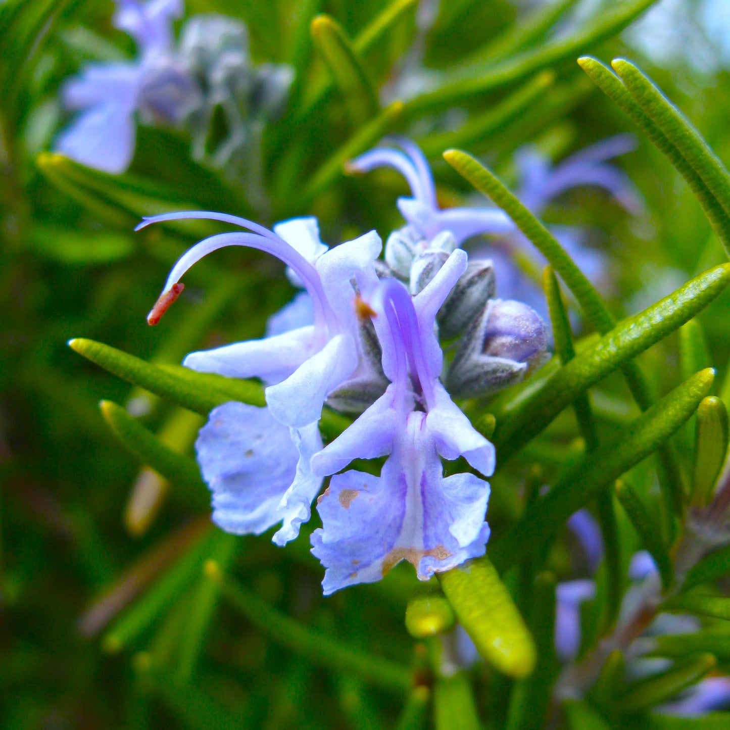 100Pcs Tuscan Blue Rosemary Seeds Herb Seeds, Plant Seeds