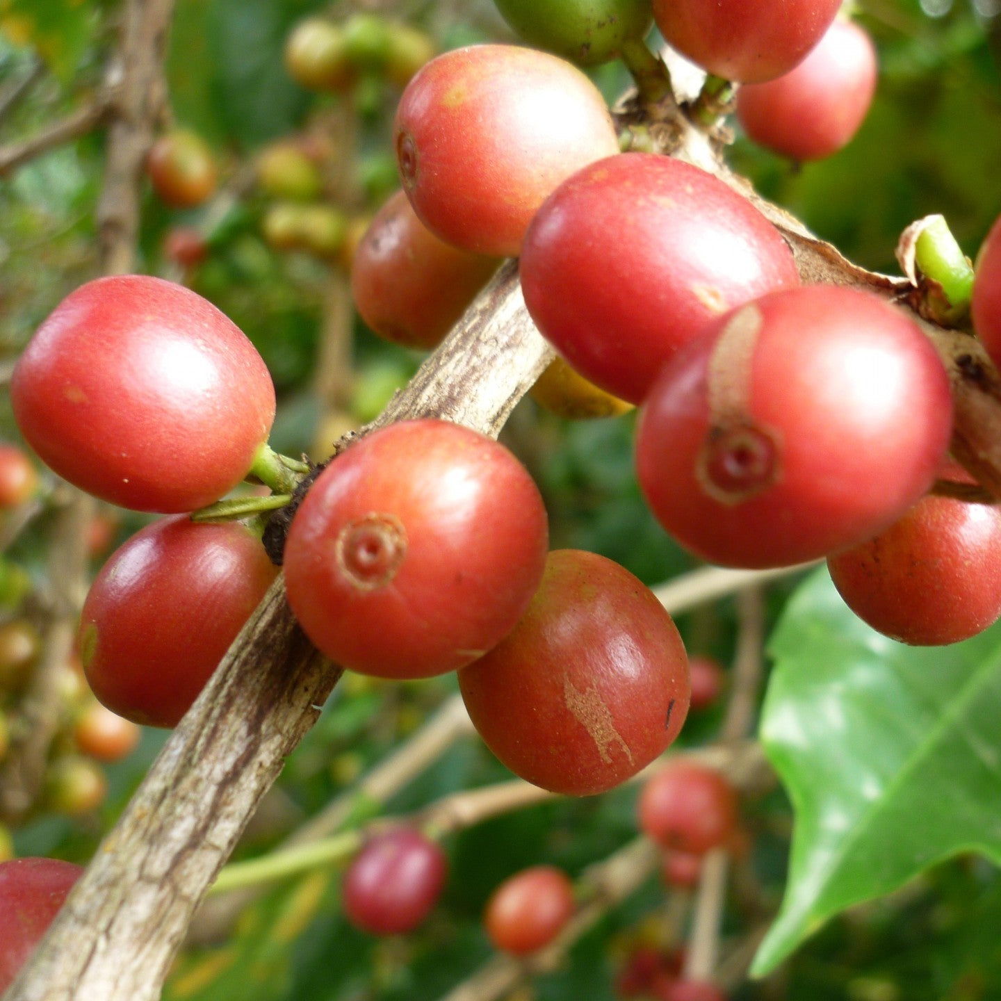 10Pcs Coffee Bean Seeds