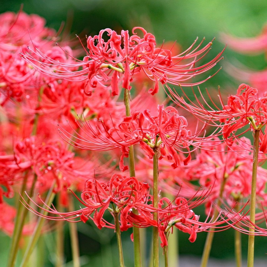 Japanese Red Spider Lily / Higanbana Flower Seeds