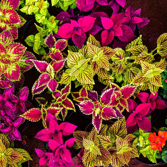 Mixed Colors Coleus Plant Seeds