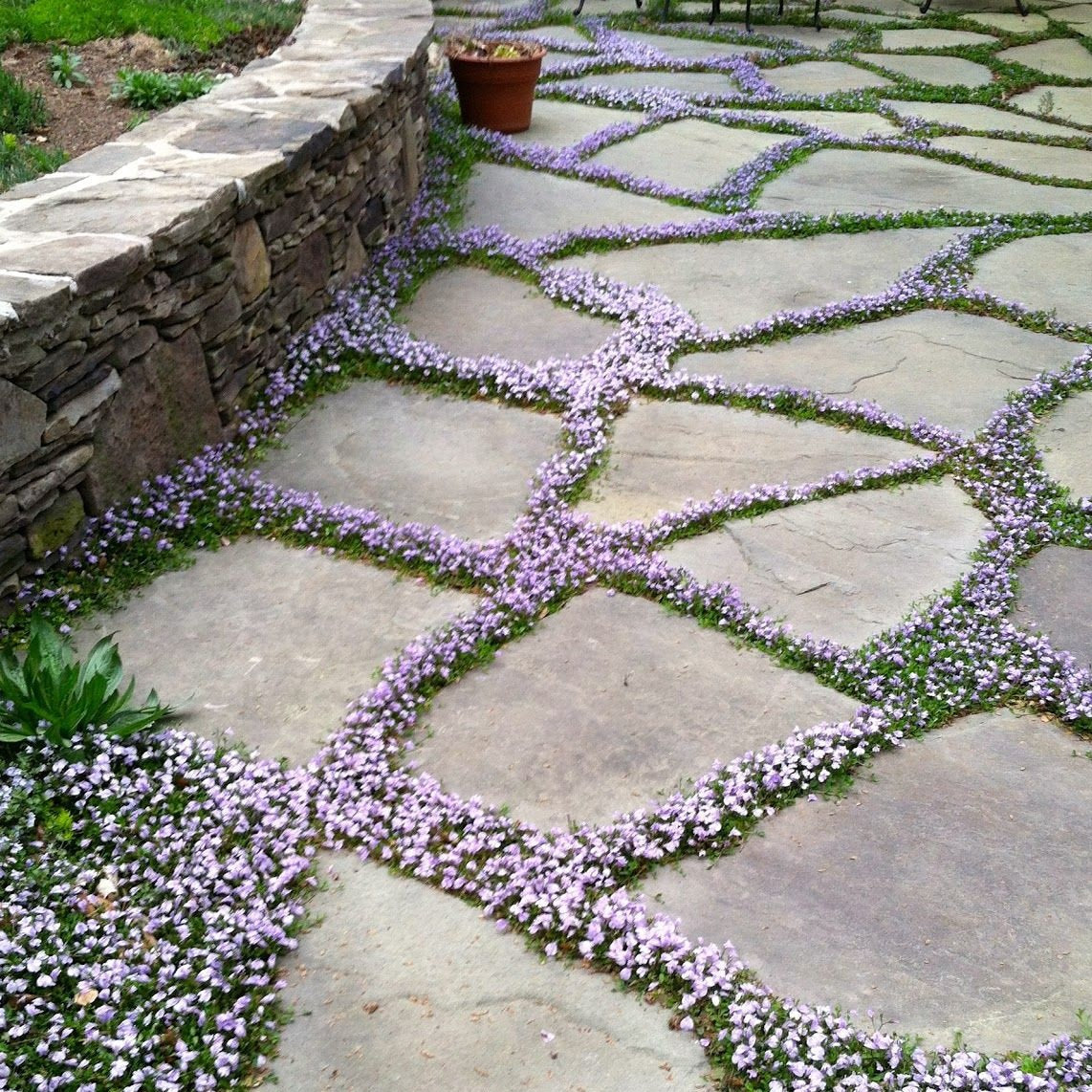 Creeping Speedwell component included in the Ground Cover Starter Bundle