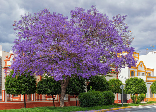 100Pcs Royal Empress Tree Seeds (Paulownia tomentosa), Flower Seeds