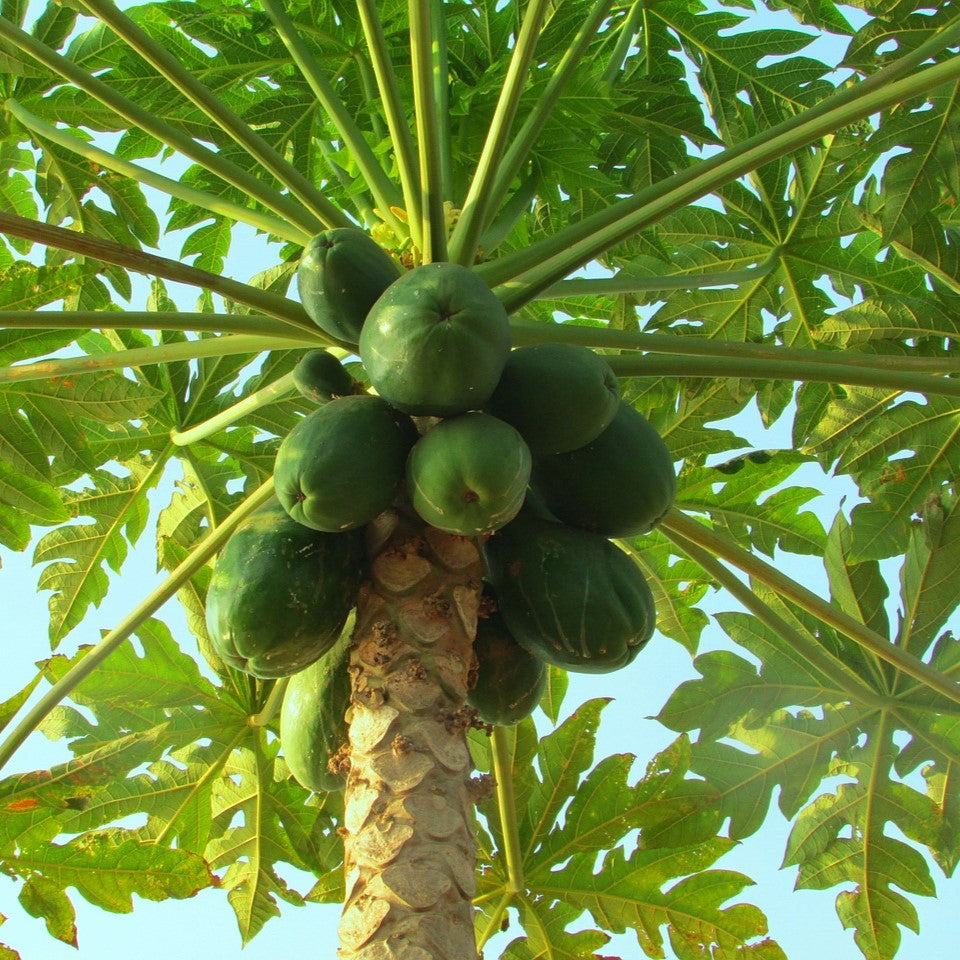 20Pcs Organic Papaya Seeds