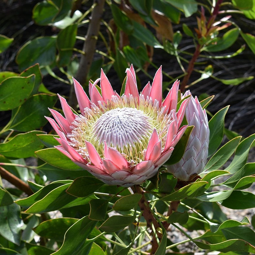 Fresh Protea Bonsai Flower Variety Complete Seeds
