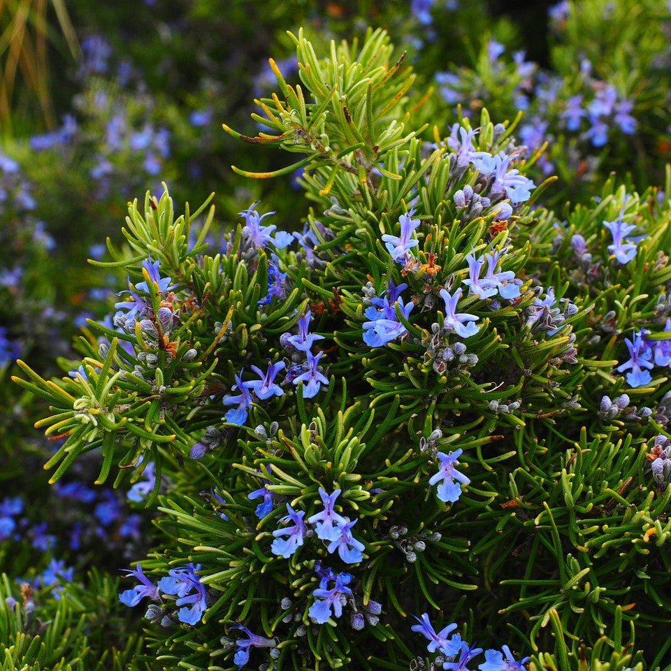 100Pcs Tuscan Blue Rosemary Seeds Herb Seeds, Plant Seeds