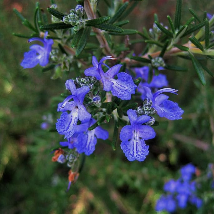 100Pcs Tuscan Blue Rosemary Seeds Herb Seeds, Plant Seeds