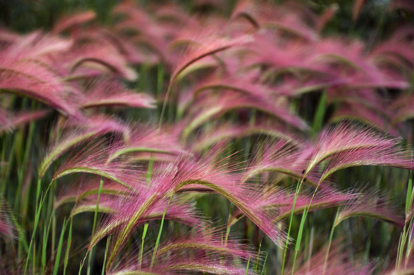Foxtail Barley Ornamental Grass Seeds (Hordeum jubatum)