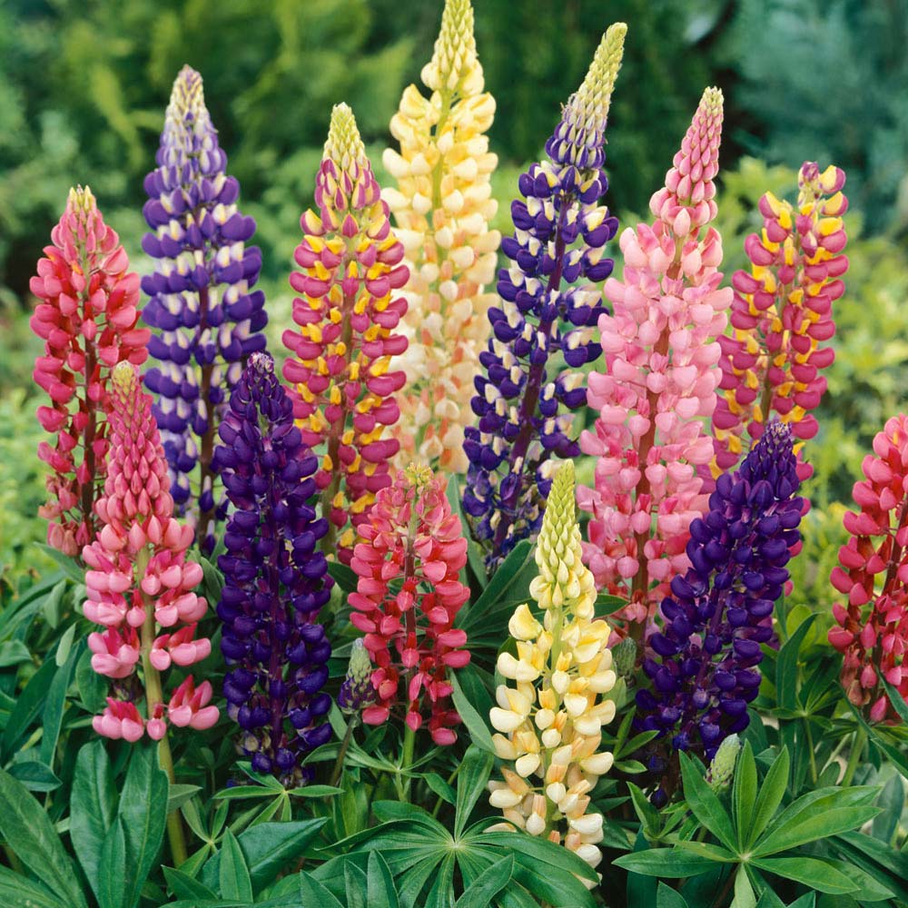 Lupine Russel Mix Flower Seeds (Lupinus Polyphyllus)