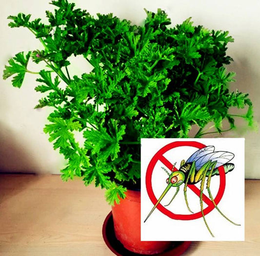 100pcs Mosquito Repelling Citronella Plant Flores