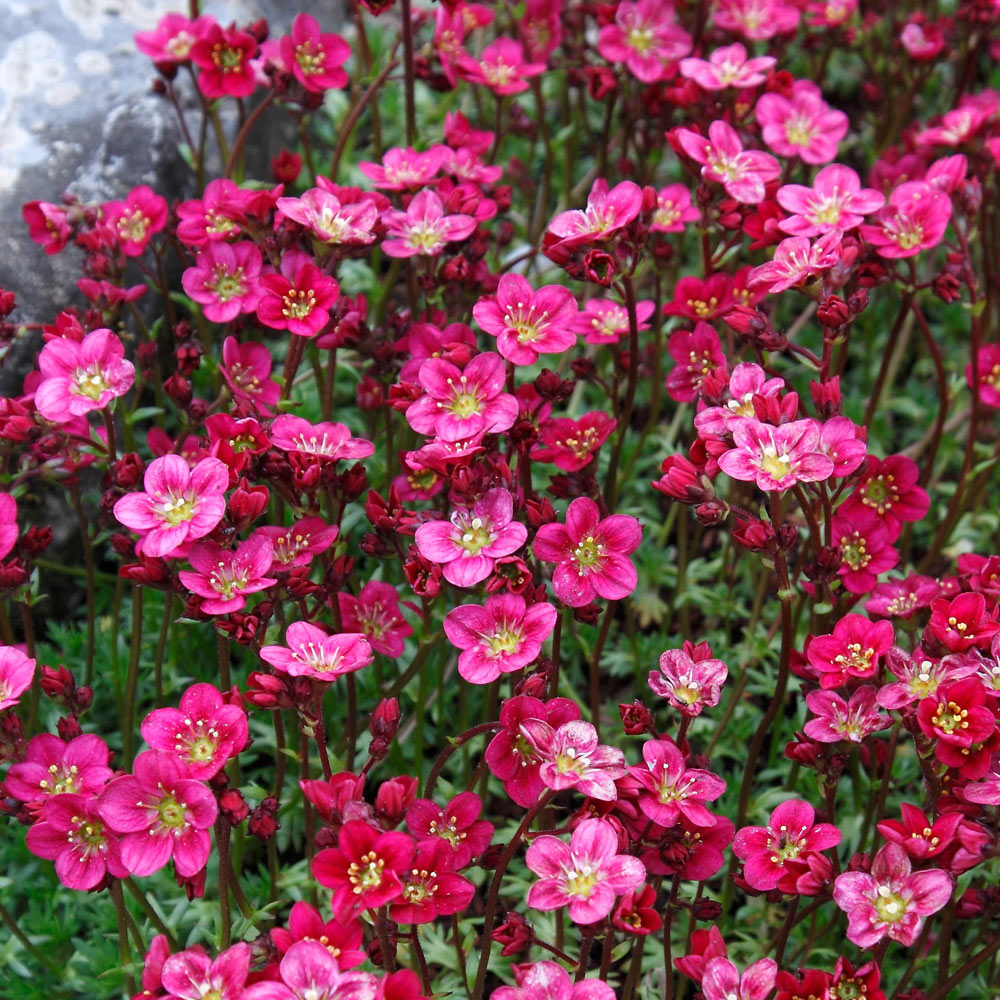 Saxifraga Rose Robe Flower Seeds (Saxifraga Arendsii)
