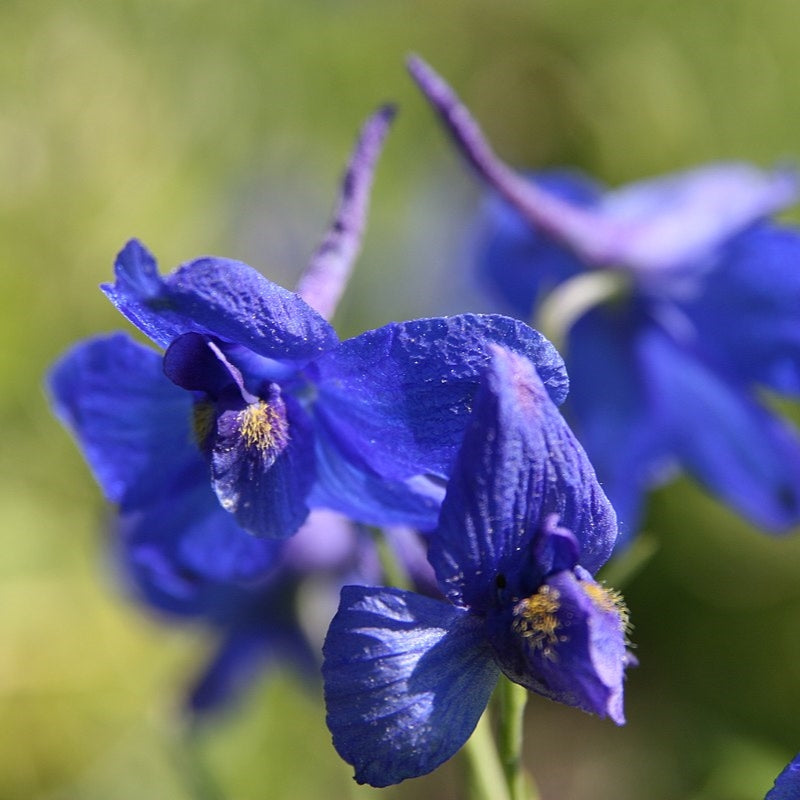 200Pcs Butterfly Delphinium, Attracts Butterflies