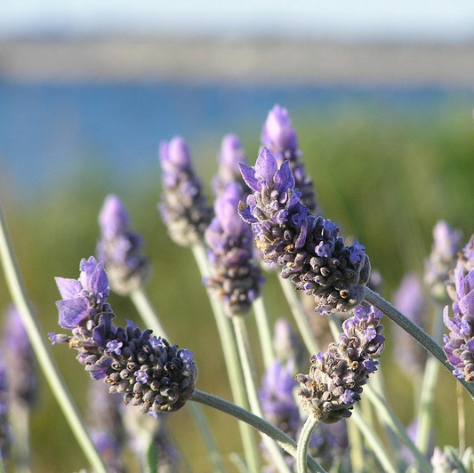 200 Seeds Lavender Flower (Lavandula Angustifolia)