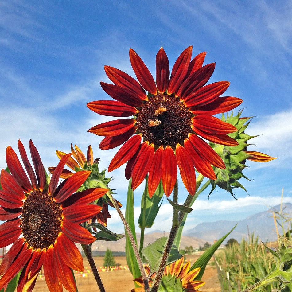 20Pcs Red Sunflower Seeds