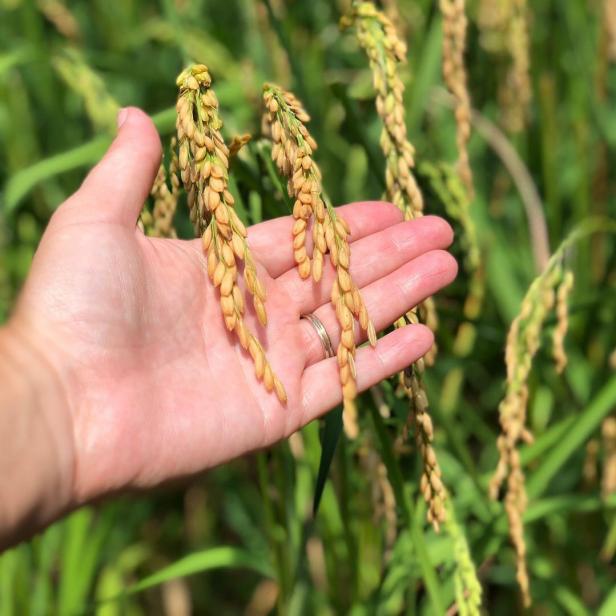 Rice Seeds