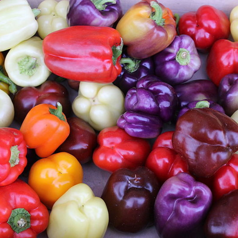 50Pcs Mixed Colourful Bell Pepper Seeds
