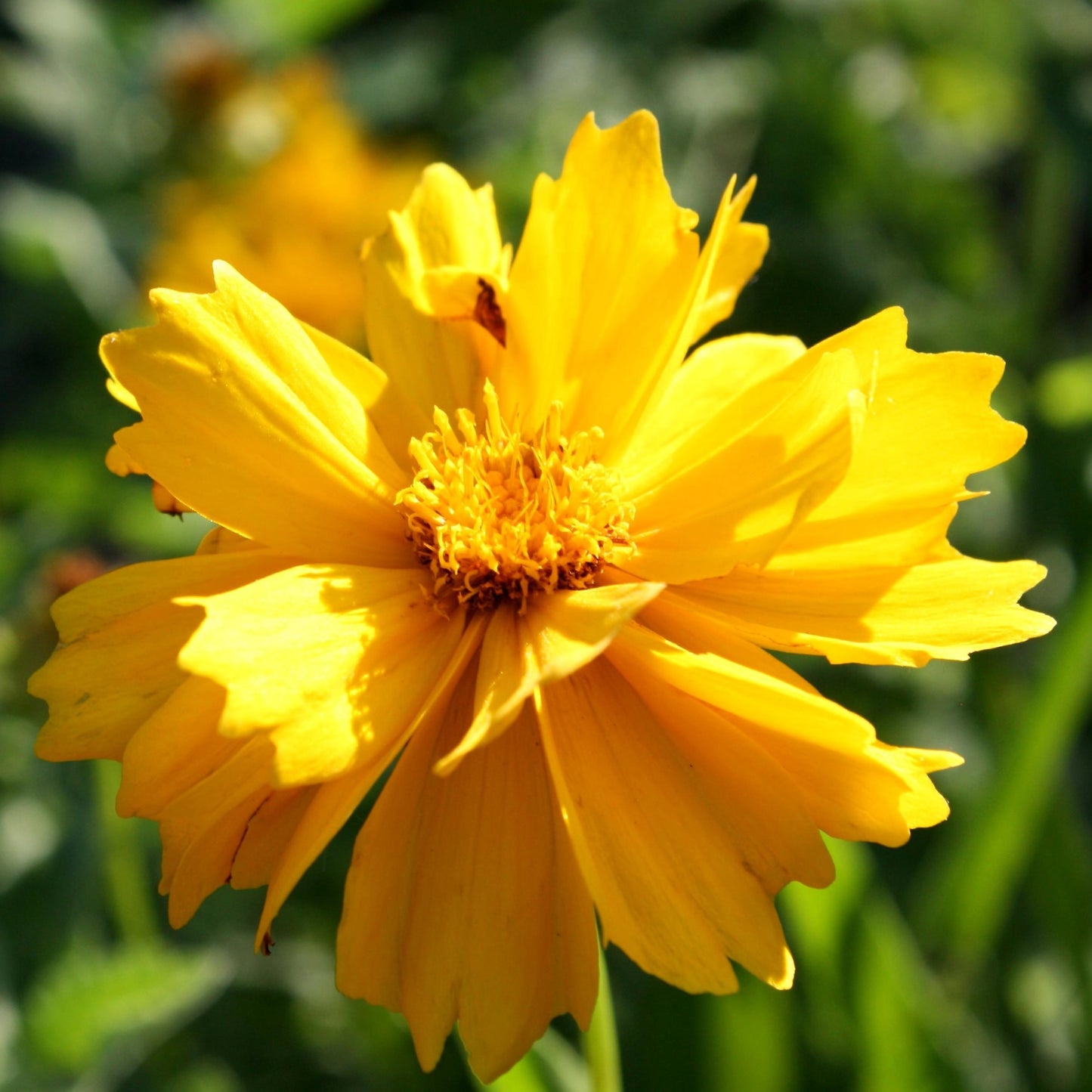 20Pcs ‘Sunshine Superman’ Coreopsis Flower Seeds