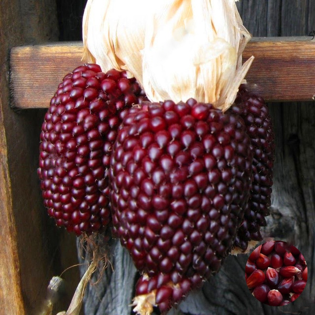 Red Corn Strawberry Popcorn Seeds