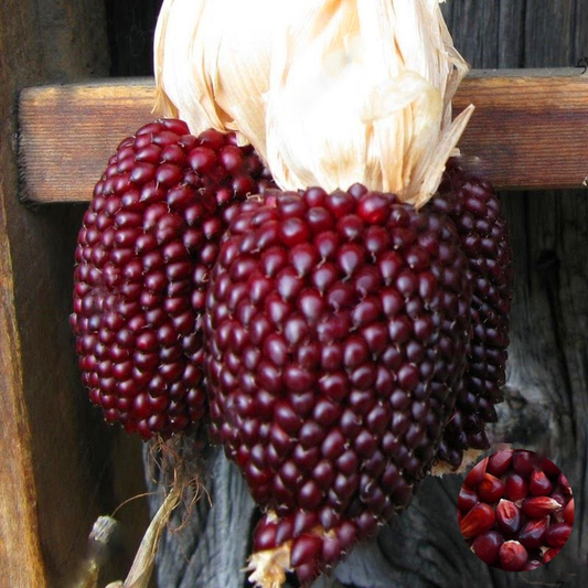 Red Corn Strawberry Popcorn Seeds
