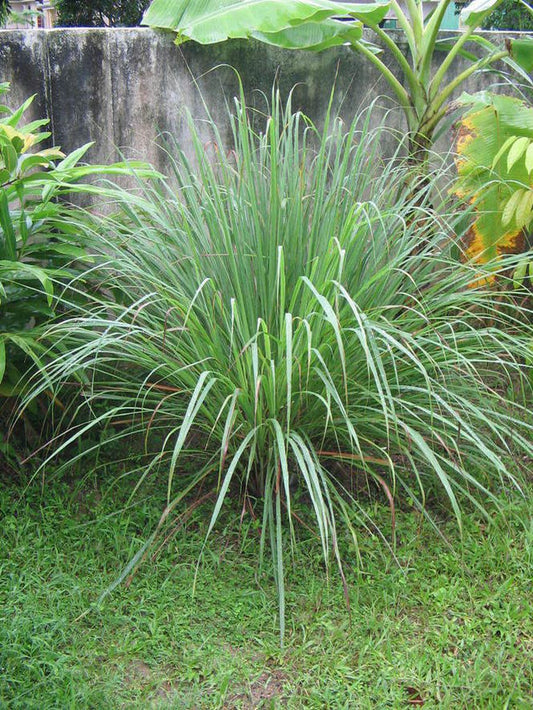 Lemon Grass Ornamental Grass Seeds (Cymbopogon flexuosus)