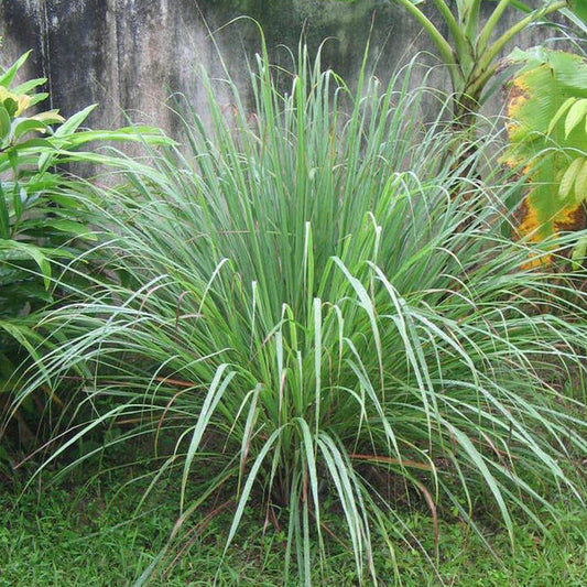 Lemon Grass Ornamental Grass Seeds (Cymbopogon flexuosus)