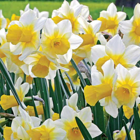 10Pcs Narcissus Flower Seeds