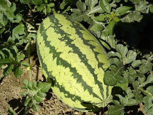 20Pcs King Watermelon Seeds