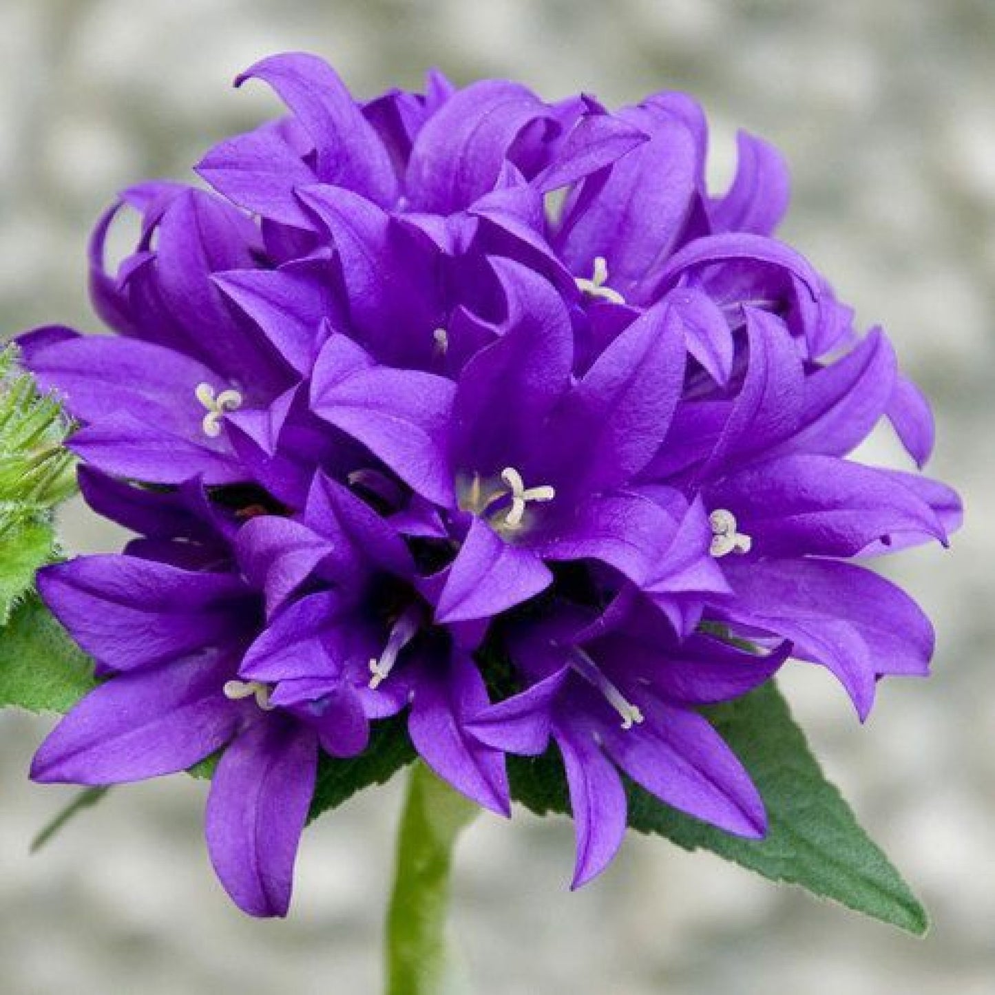 Bellflower Superba (Campanula Glomerata Superba) Flower Seeds