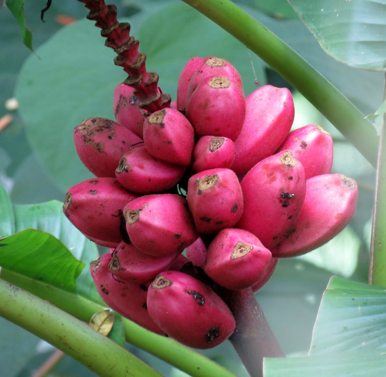 30Pcs Big Hainan Pink Banana Plant Seeds