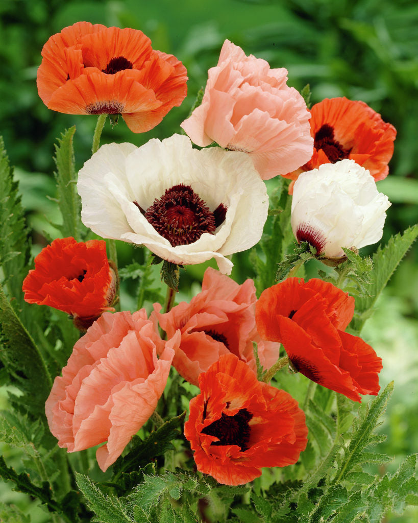 Poppy Oriental Mix Flower Seeds (Papaver Orientale)
