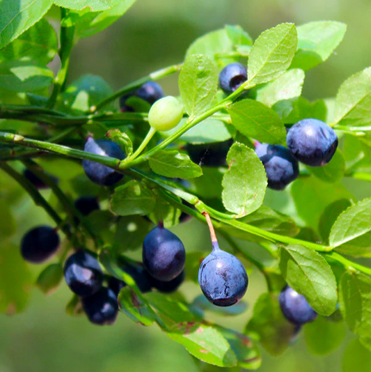 50Pcs Bilberry (Vaccinium) Berry Seeds, Fruit Seeds