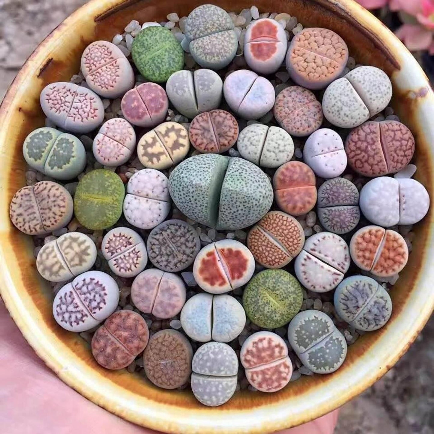 Exotic Mini Succulent Lithop Seeds