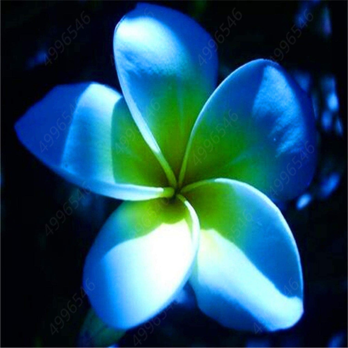 50 Plumeria Rubra Frangipani Seeds